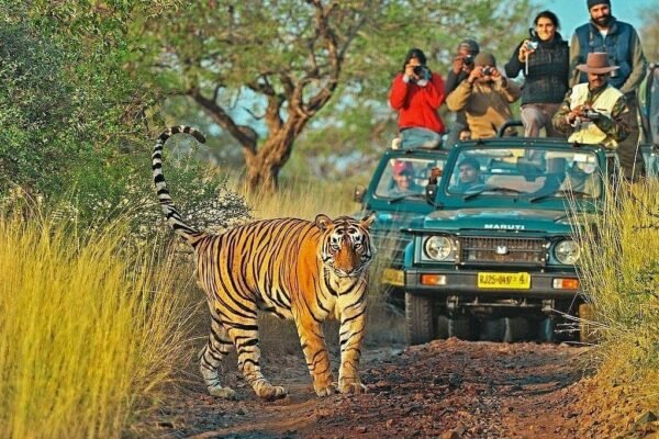 Wildlife Heritage Tour Package – Jaipur & Ranthambore Tour